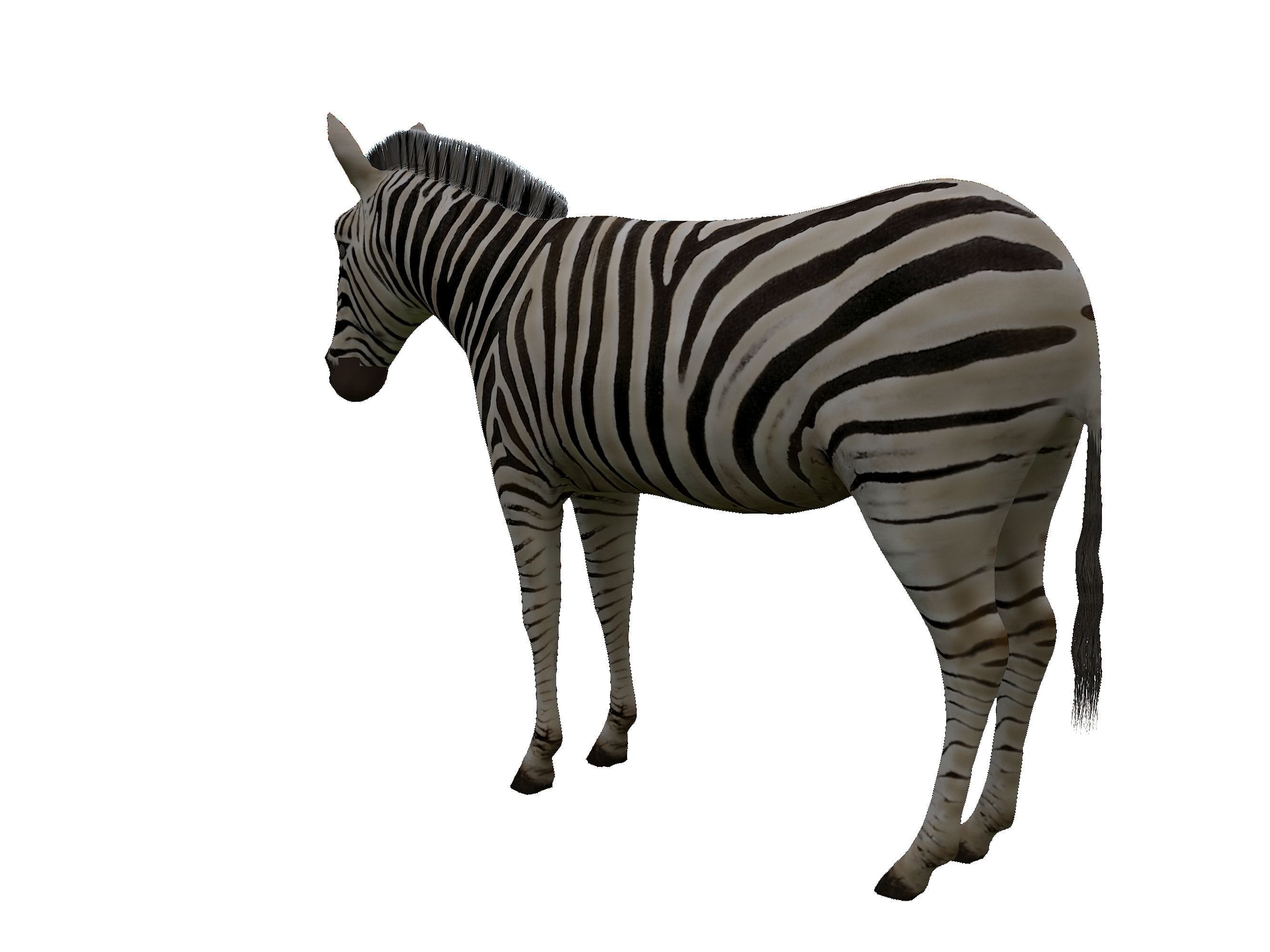 Zebra Low Poly For Games and VR Low-poly 3D model_11