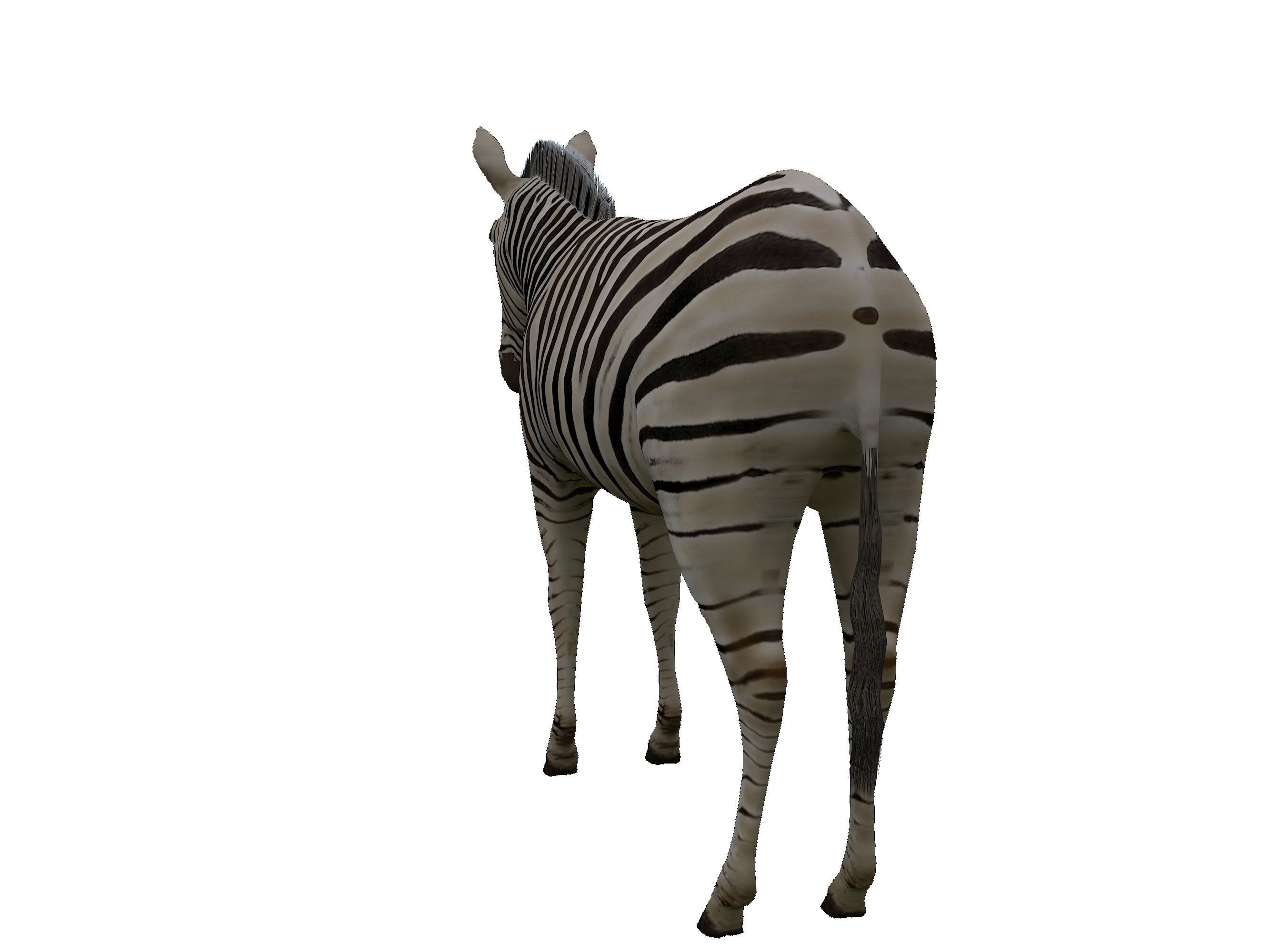 Zebra Low Poly For Games and VR Low-poly 3D model_10