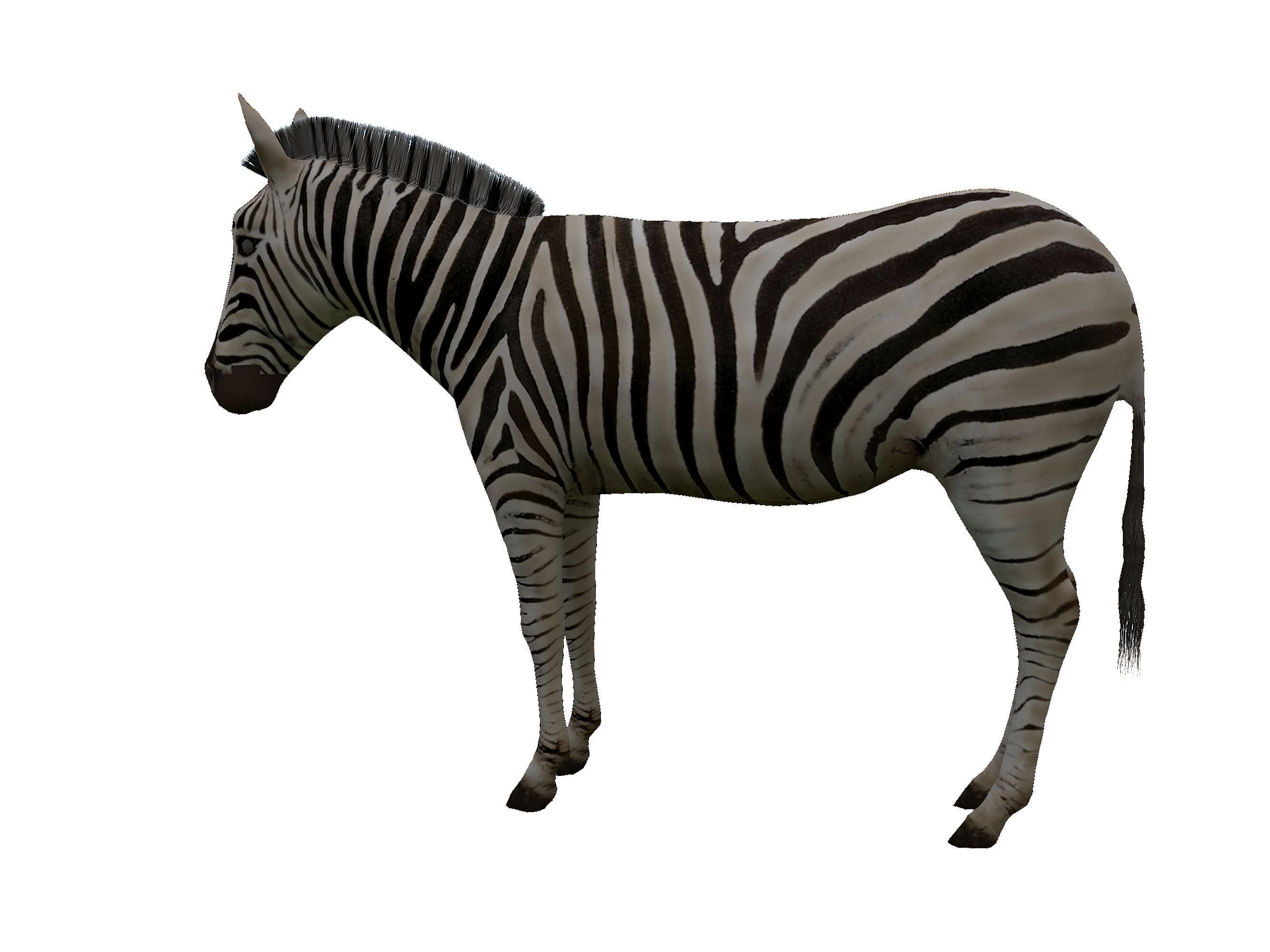 Zebra Low Poly For Games and VR Low-poly 3D model_12