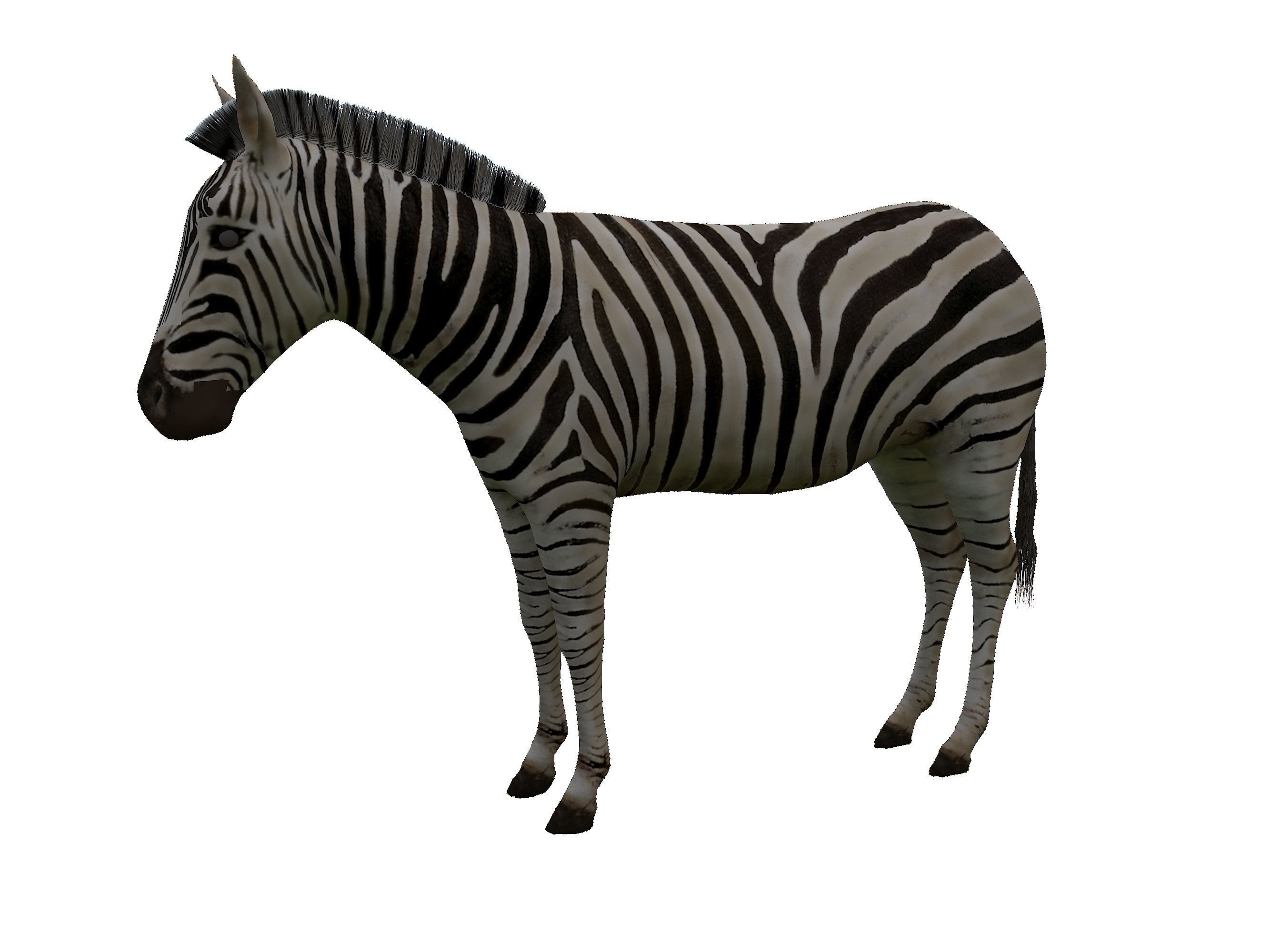 Zebra Low Poly For Games and VR Low-poly 3D model_15