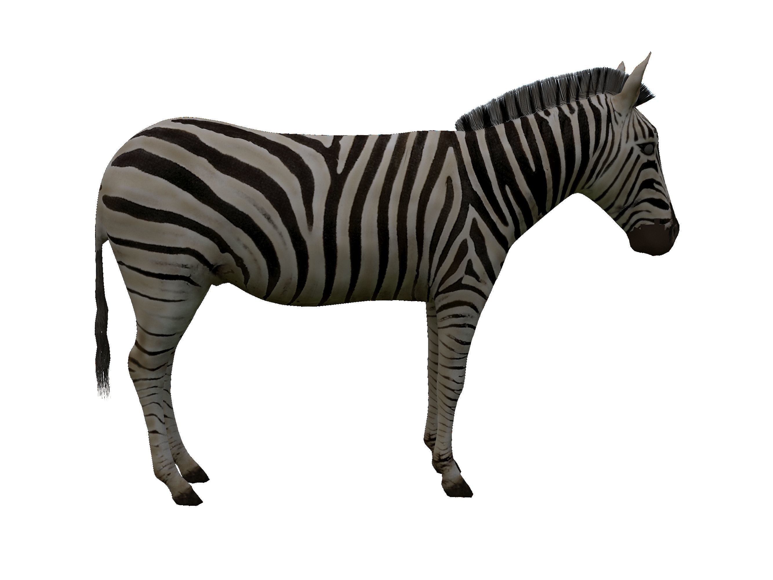 Zebra Low Poly For Games and VR Low-poly 3D model_7