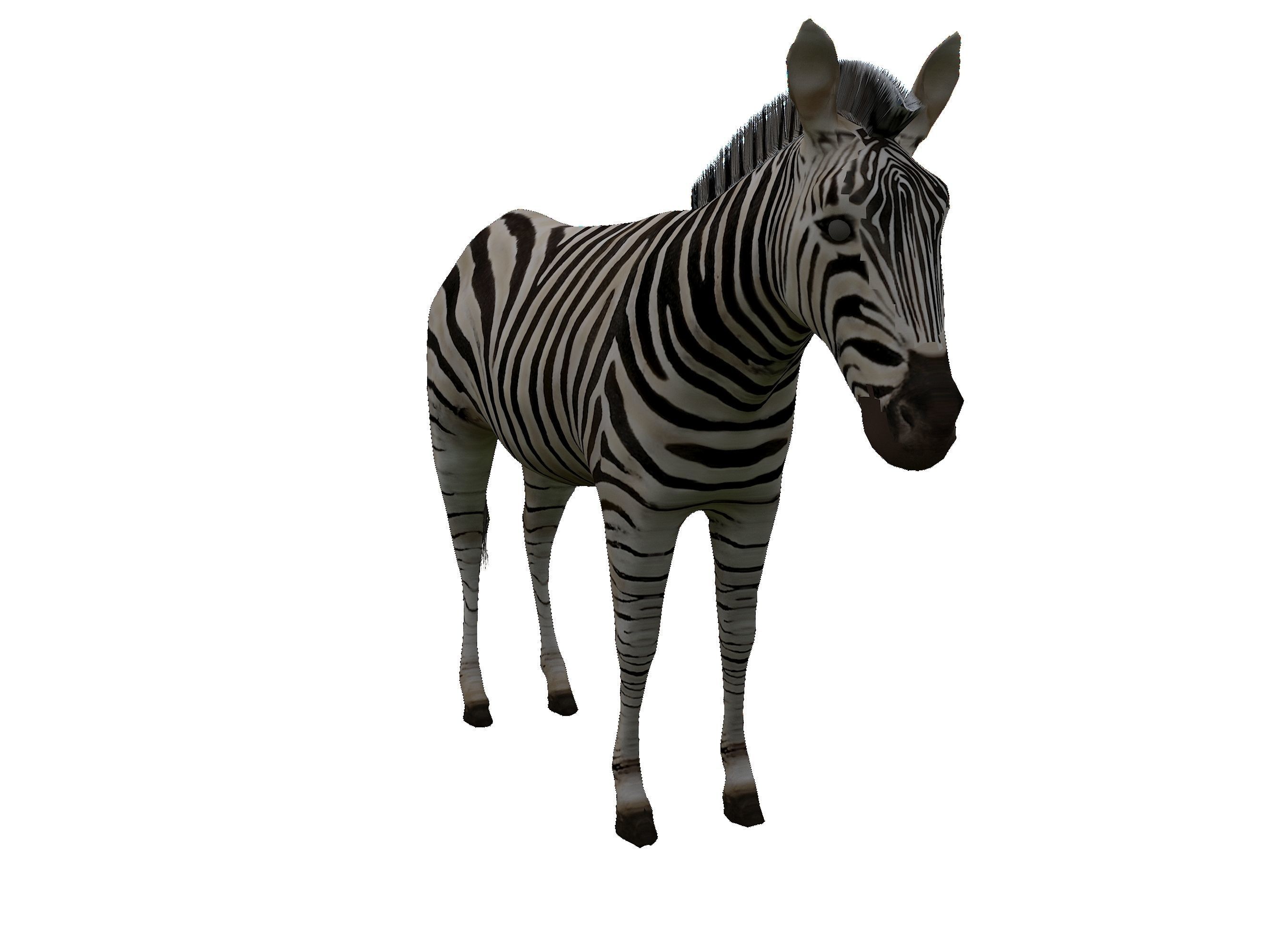 Zebra Low Poly For Games and VR Low-poly 3D model_5
