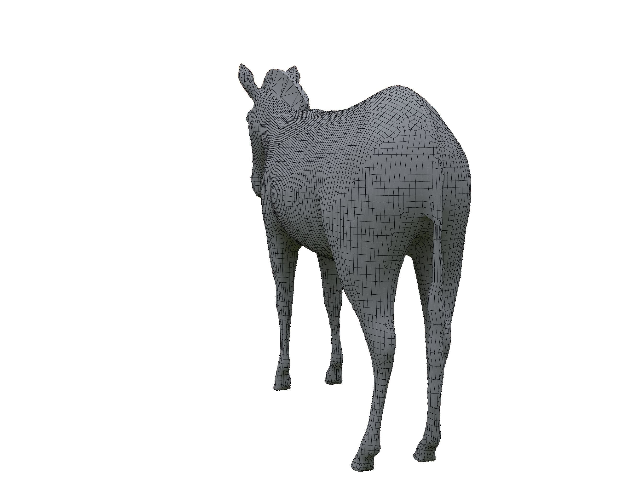 Zebra Low Poly For Games and VR Low-poly 3D model_27