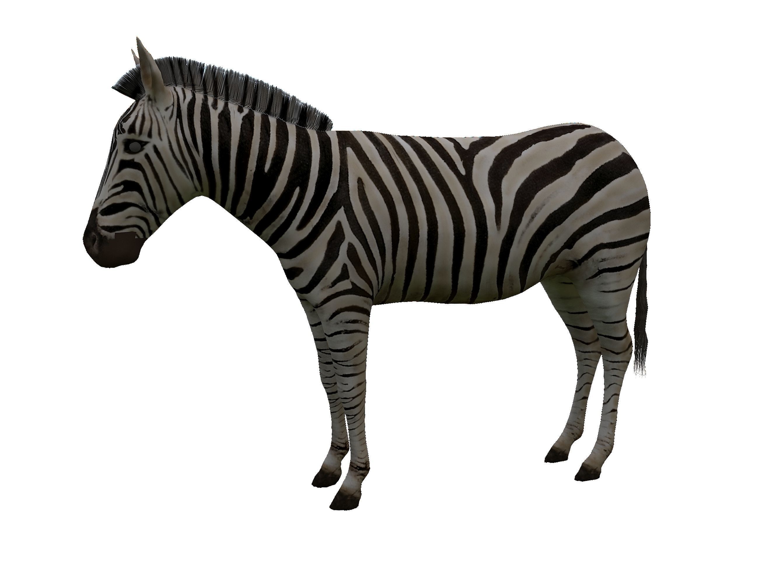 Zebra Low Poly For Games and VR Low-poly 3D model_14