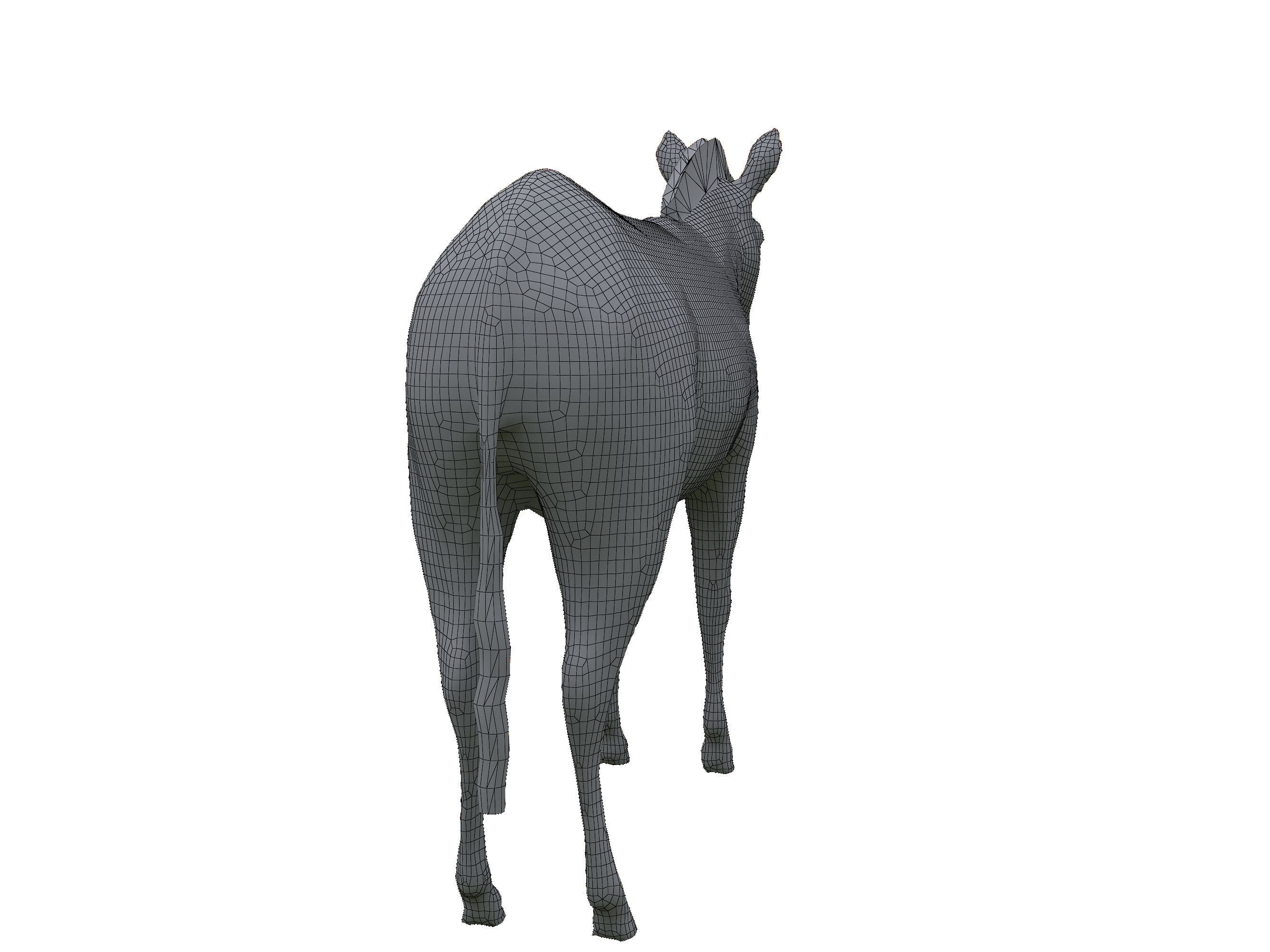 Zebra Low Poly For Games and VR Low-poly 3D model_26