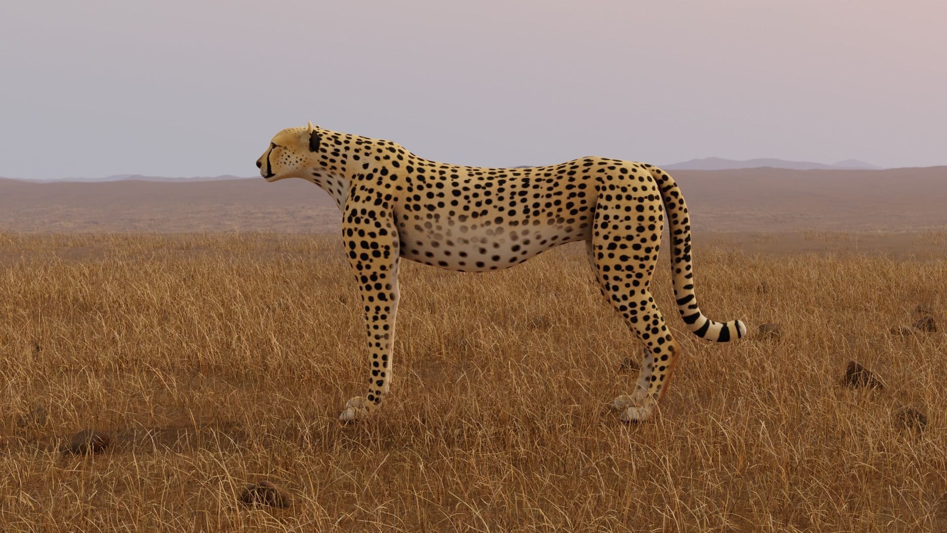 Cheetah Low-poly 3D model_4