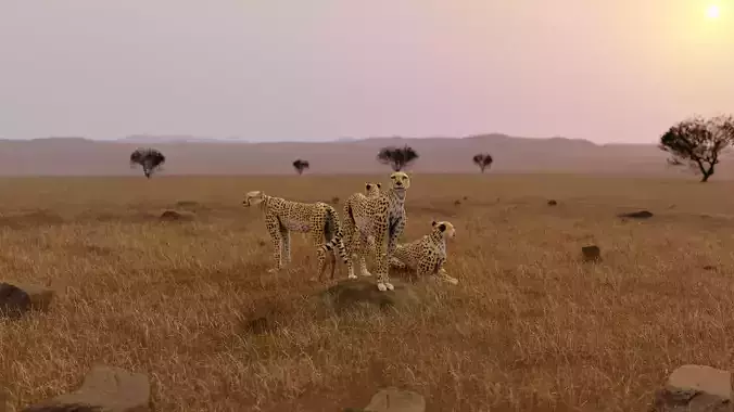 Cheetah Low-poly 3D model