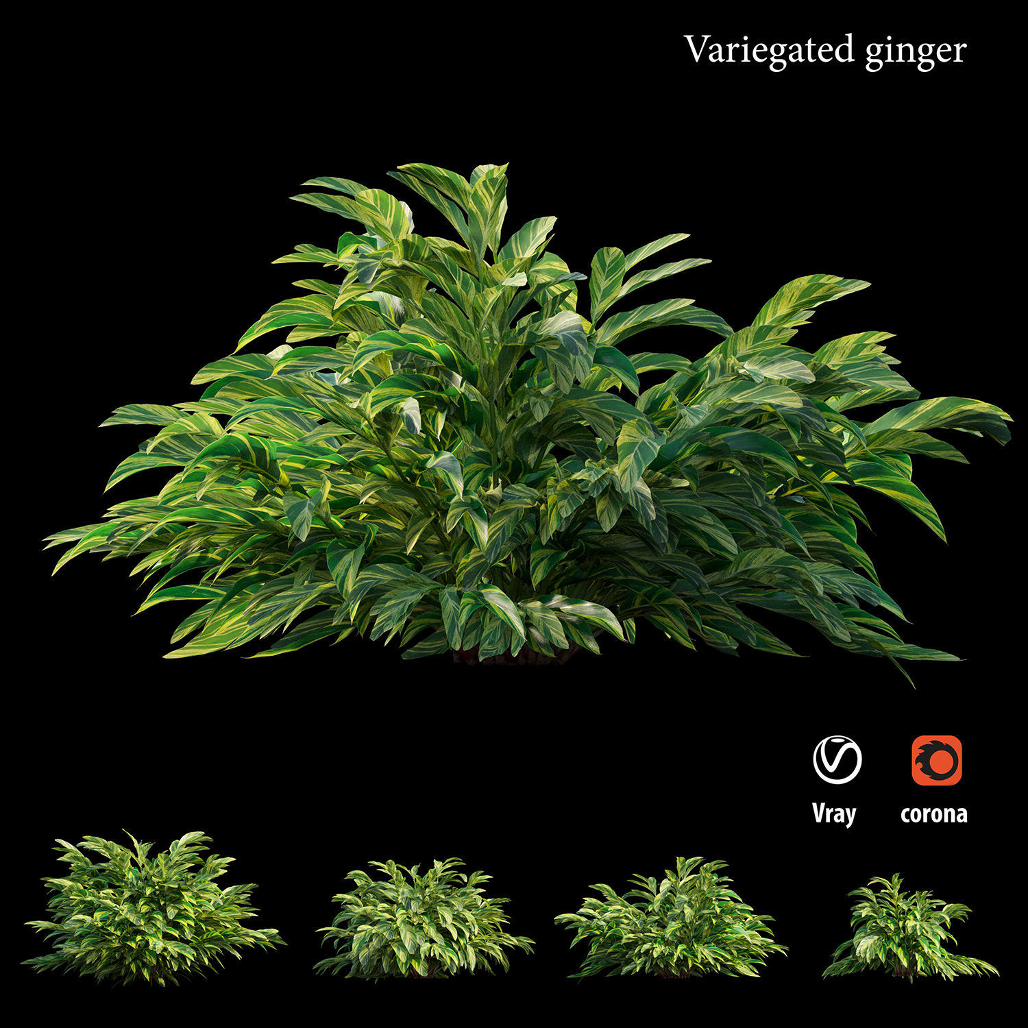 Variegated ginger animation 3D model_4