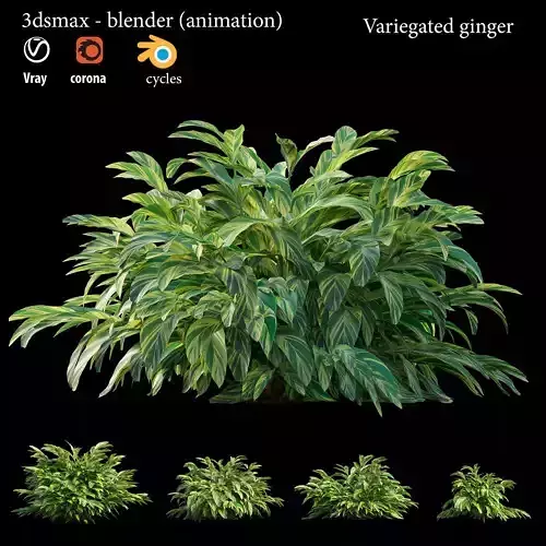 Variegated ginger animation