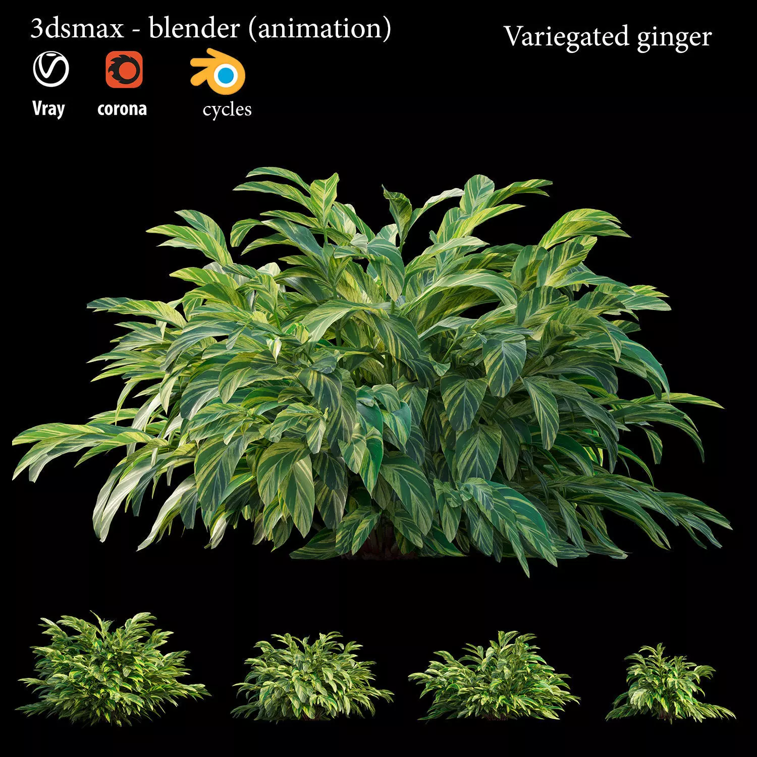 Variegated ginger animation 3D model_0