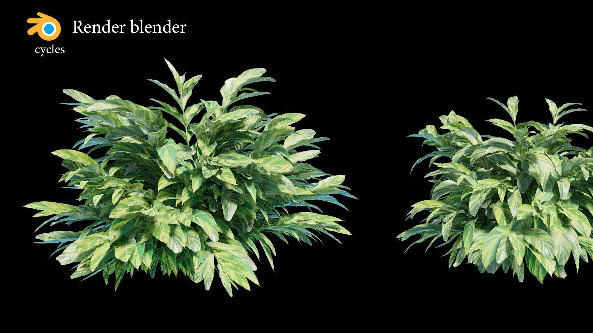 Variegated ginger animation 3D model_2