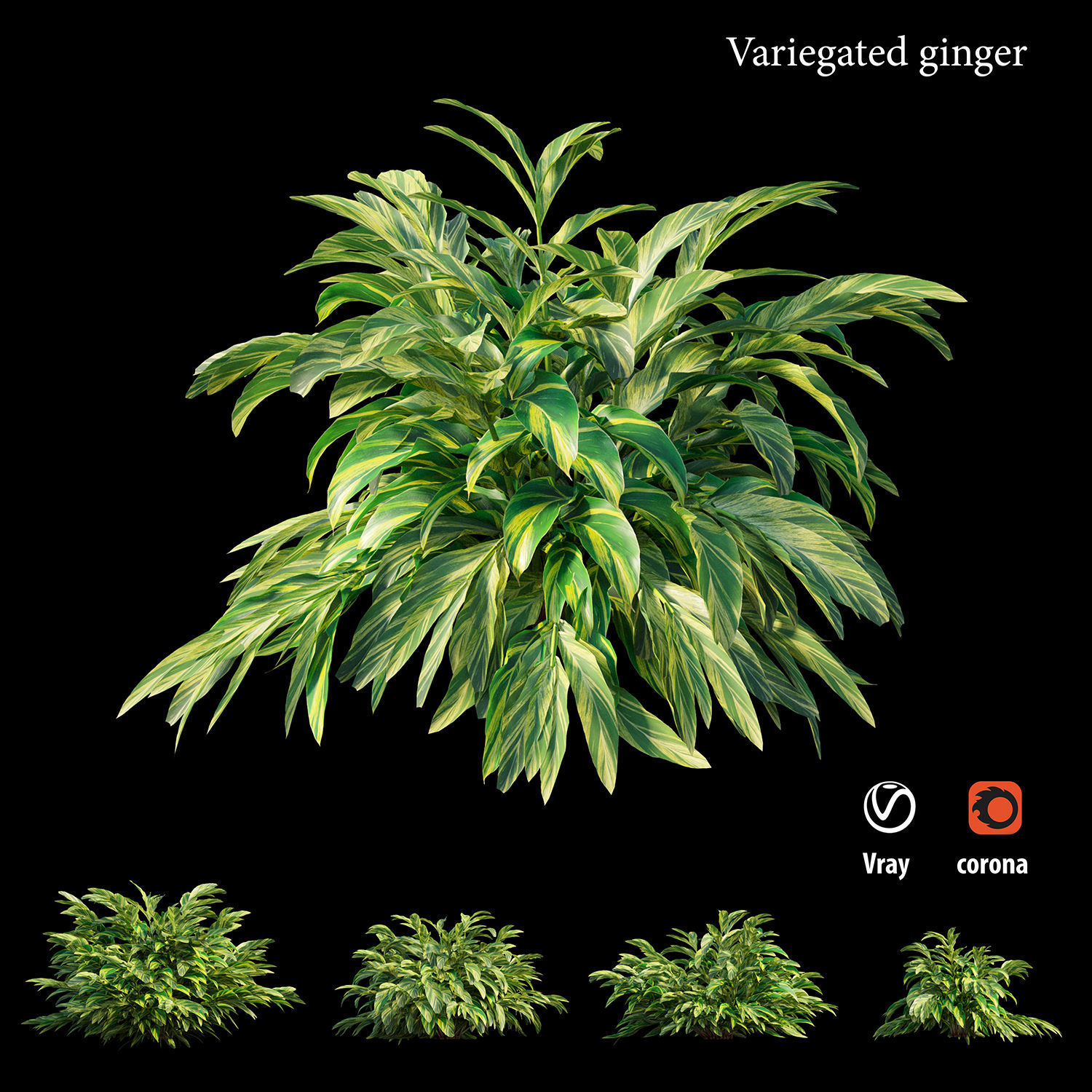 Variegated ginger animation 3D model_6