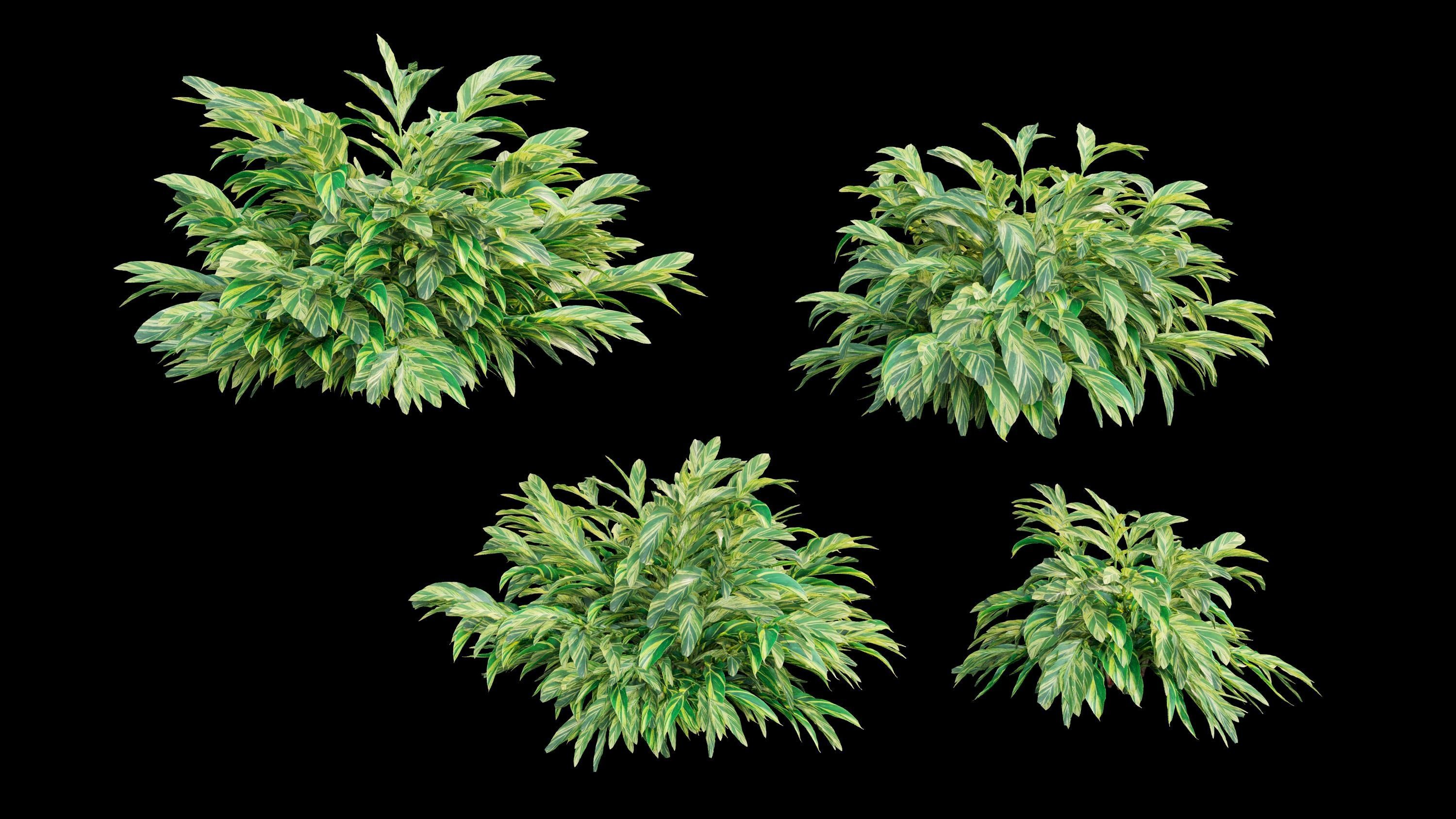 Variegated ginger animation 3D model_3