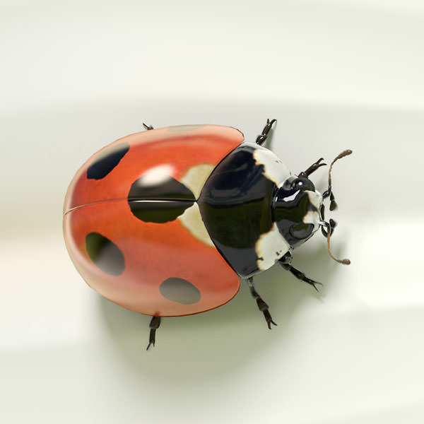 Cartoon Daisy 3D model_4