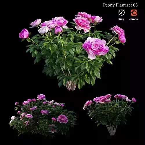 Peony plant set 03 3D model