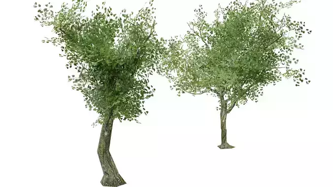Simple Trees  Free 3D model