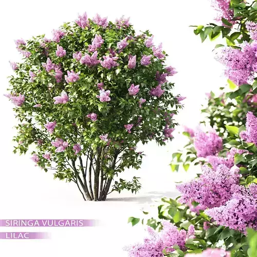 Lilac 01 3D model