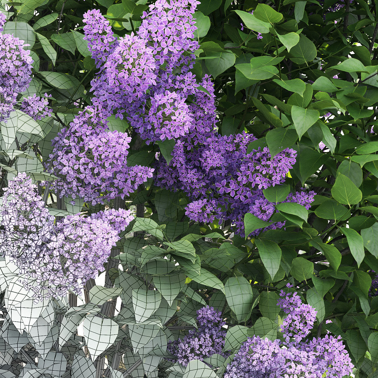 Lilac 02 3D model_1