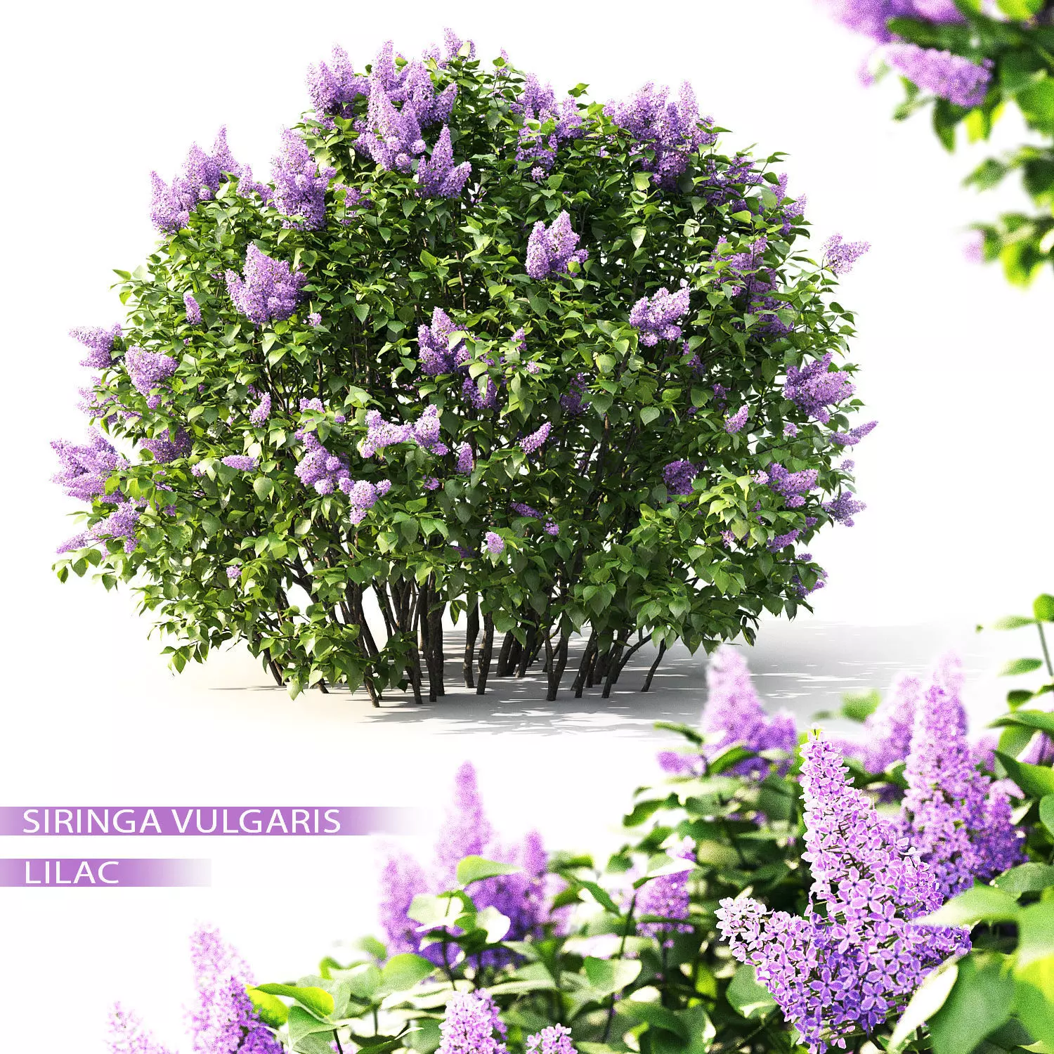 Lilac 02 3D model_0