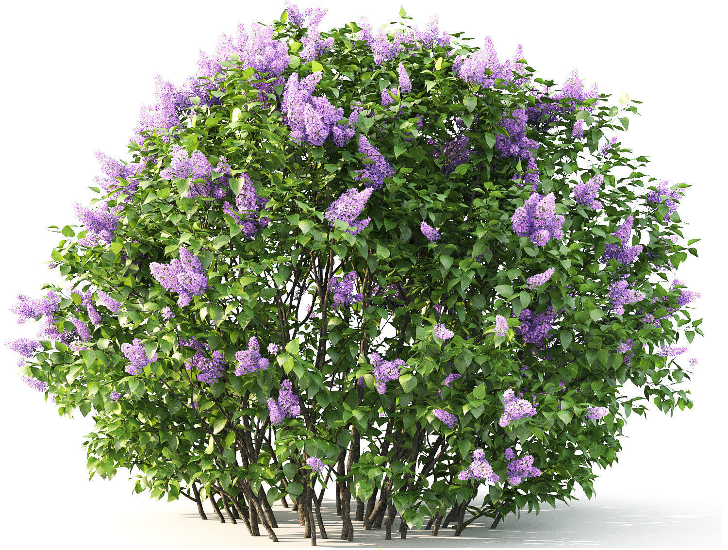 Lilac 02 3D model_2