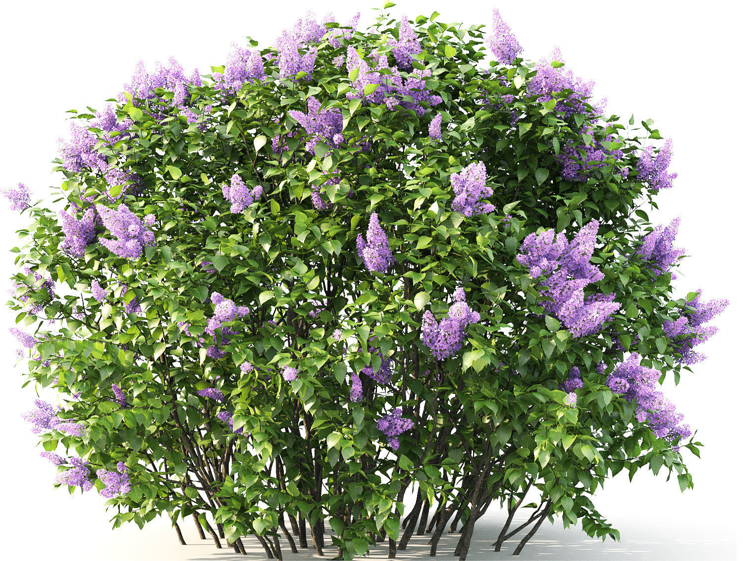 Lilac 02 3D model_3