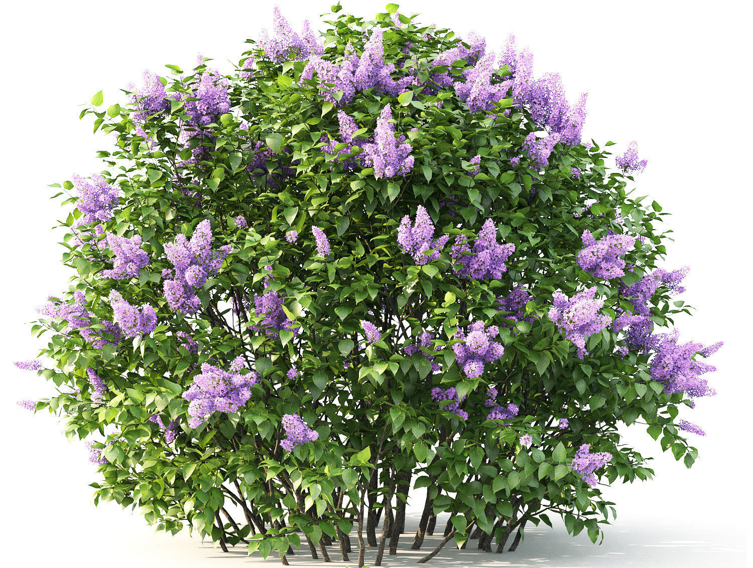 Lilac 02 3D model_4