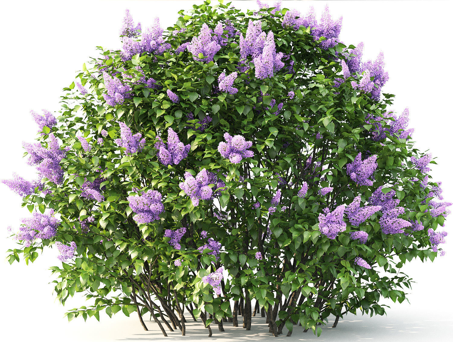 Lilac 02 3D model_5