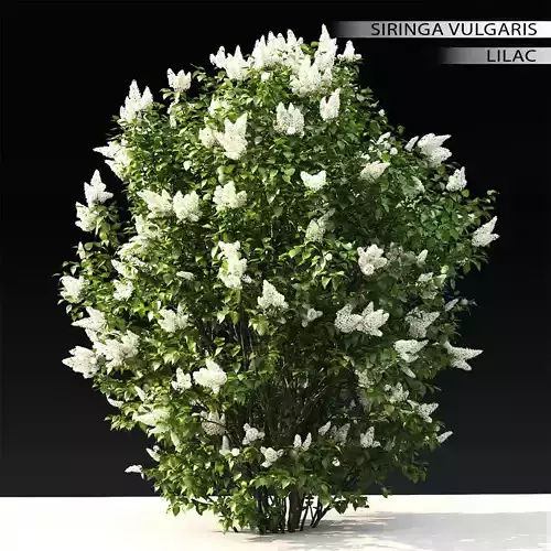 Lilac 03 3D model