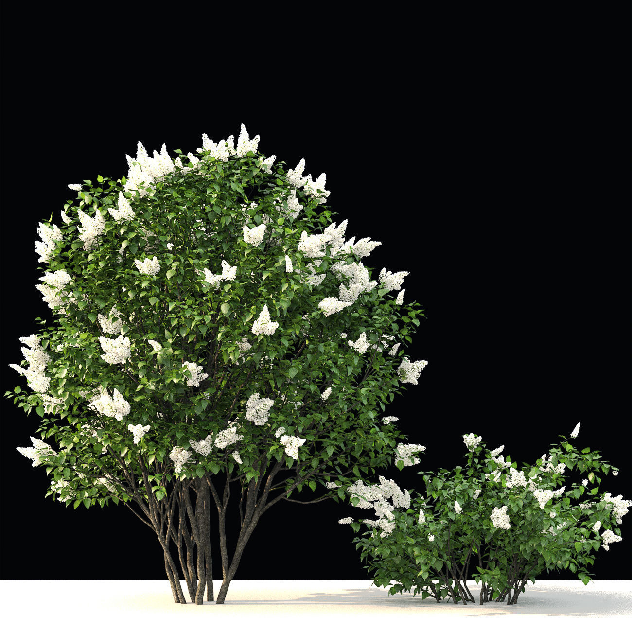 Lilac 03 3D model_1