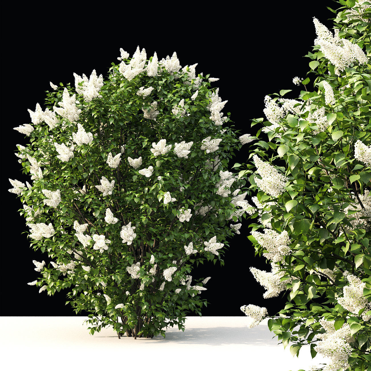 Lilac 03 3D model_3