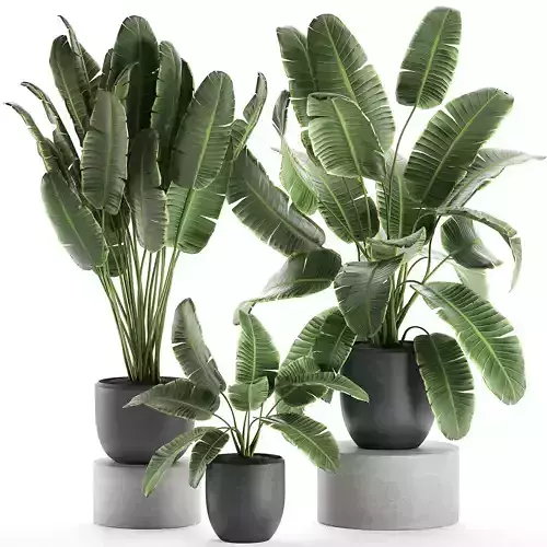Decorative banana palms in flower pots for the interior 587 3D model