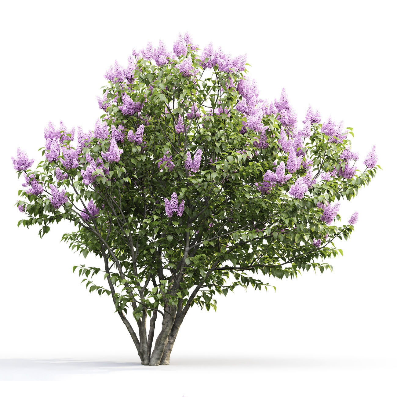 Syringa Vulgaris 01 3D model_7