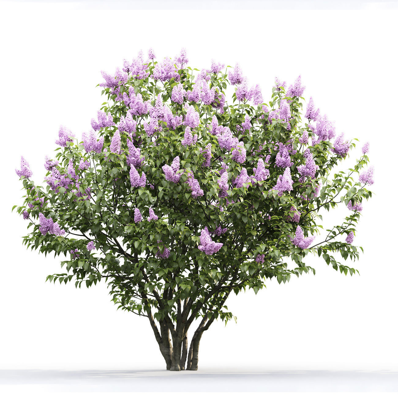 Syringa Vulgaris 01 3D model_6