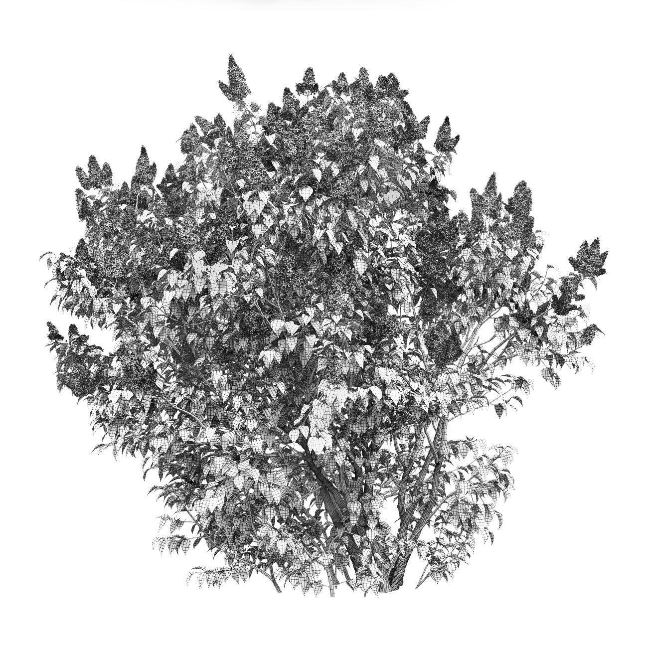 Syringa Vulgaris 01 3D model_9