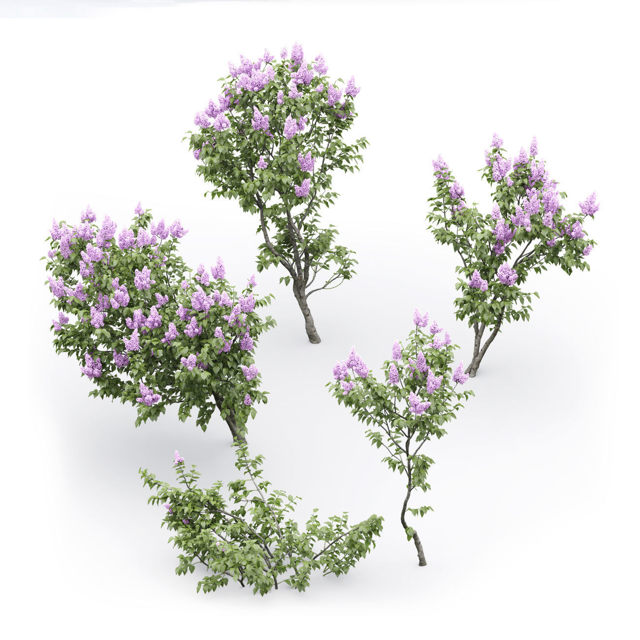 Syringa Vulgaris 01 3D model_8