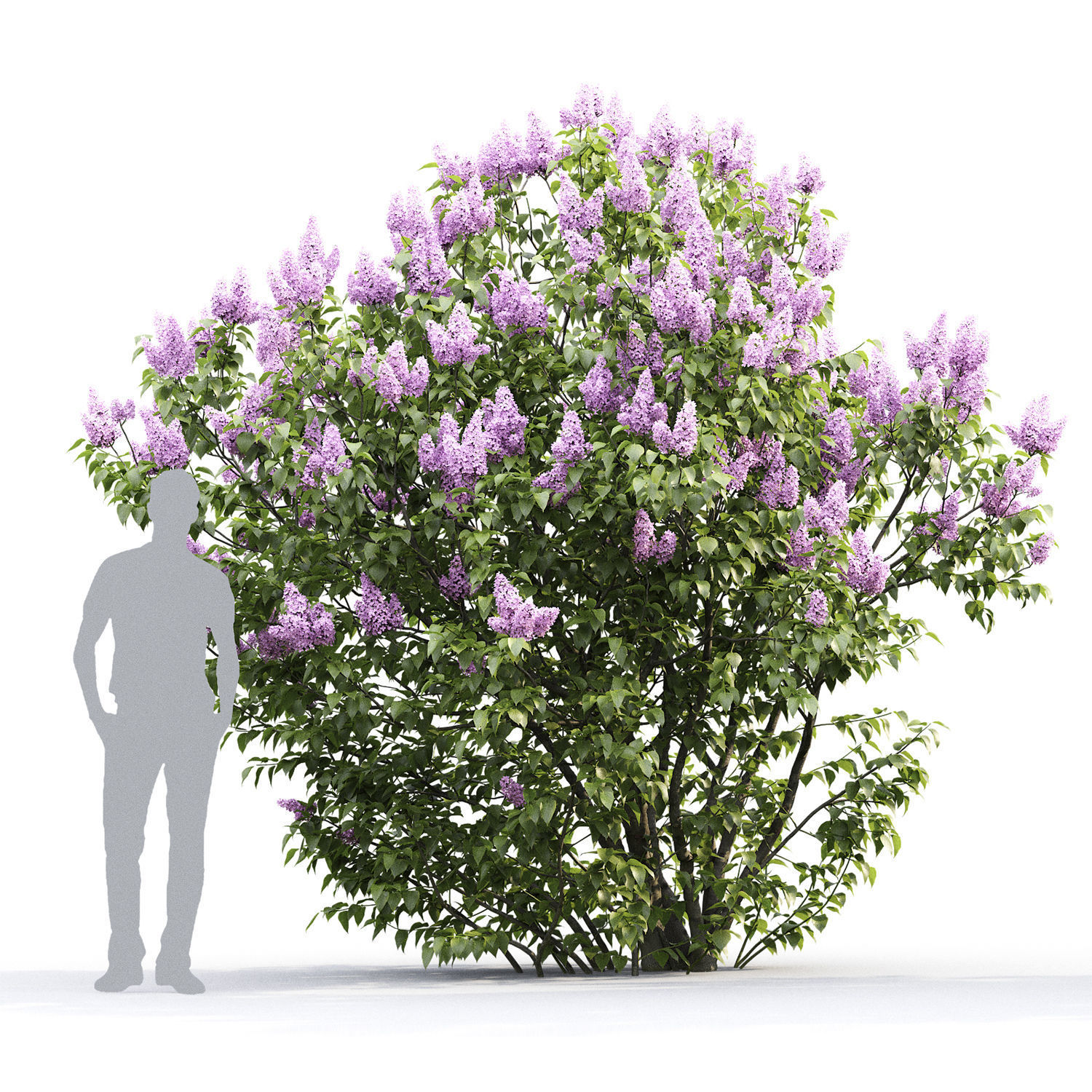 Syringa Vulgaris 01 3D model_1