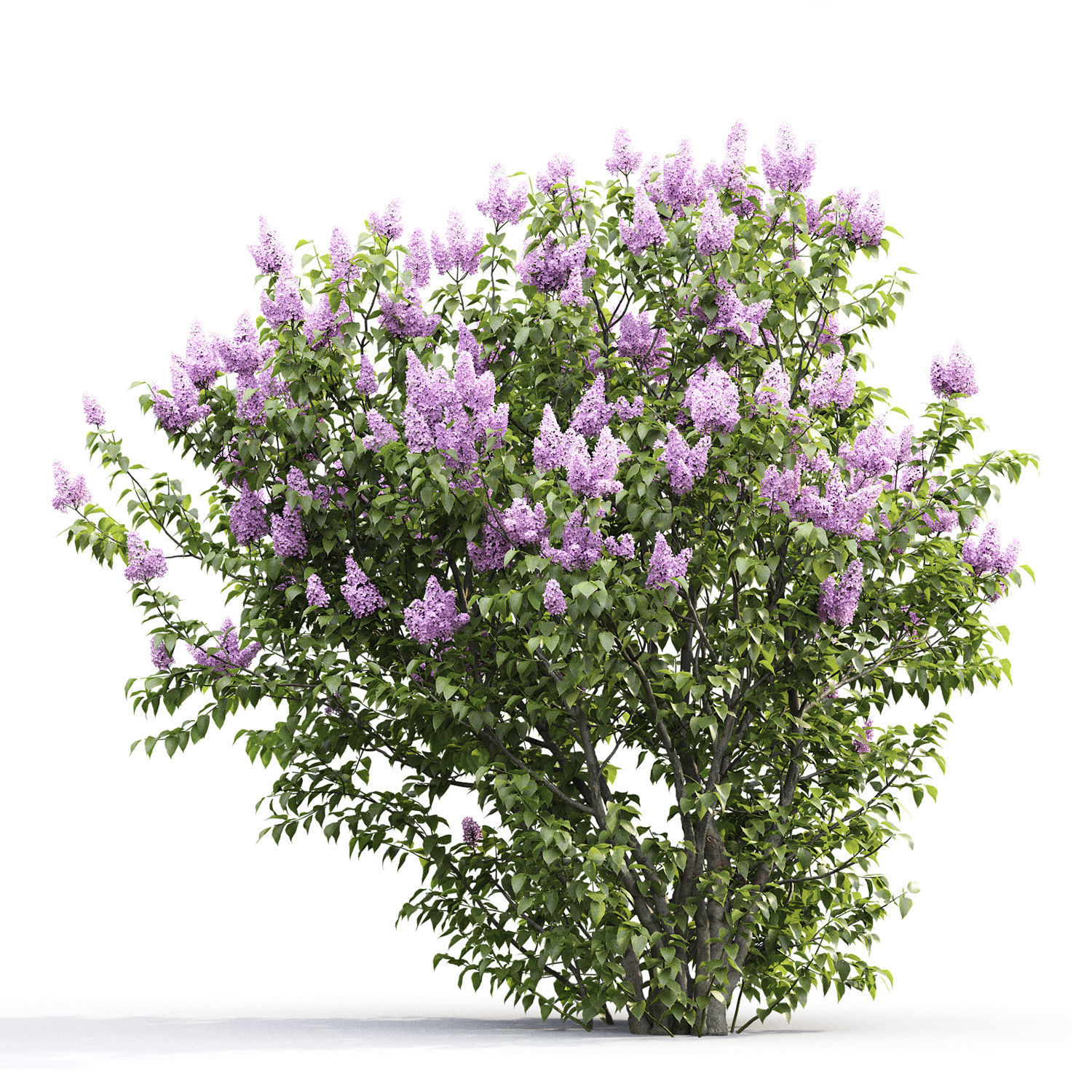Syringa Vulgaris 01 3D model_4
