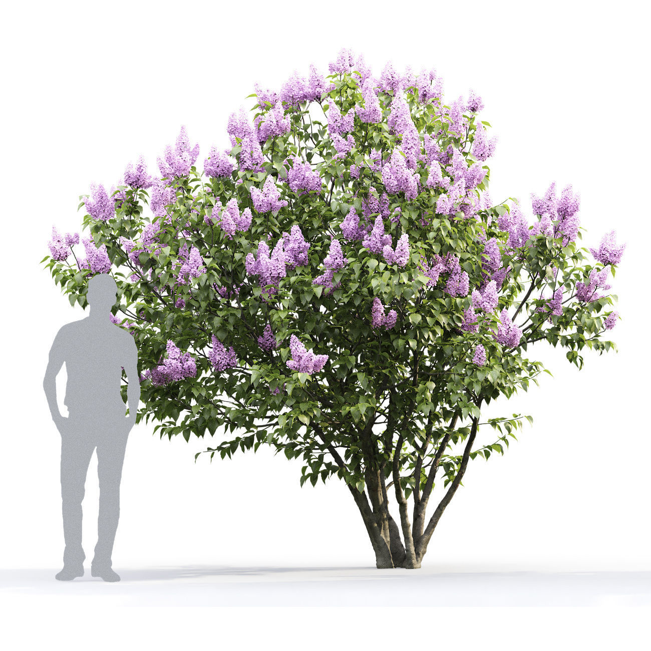 Syringa Vulgaris 01 3D model_5
