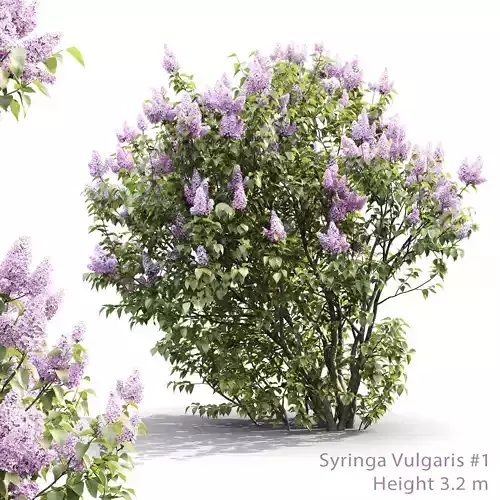 Syringa Vulgaris 01 3D model