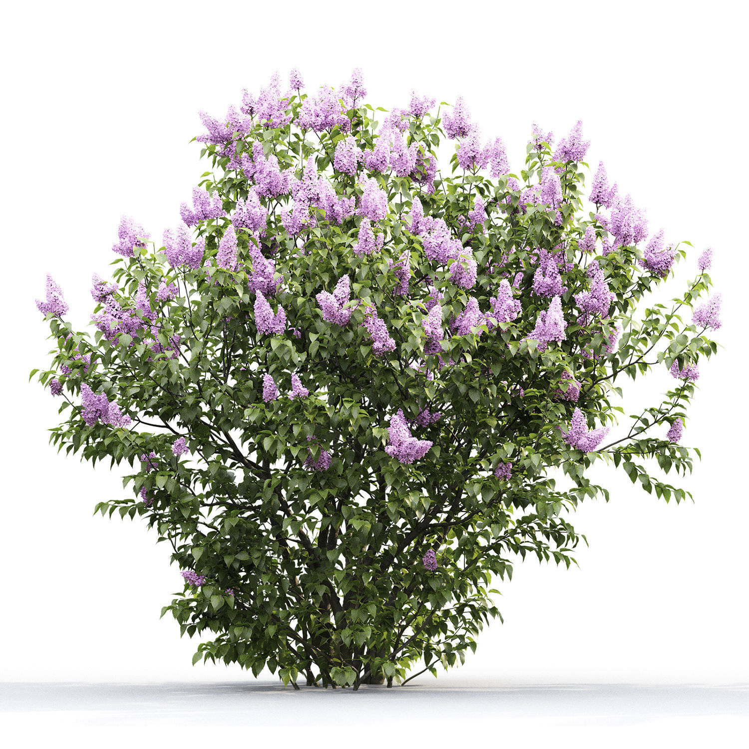 Syringa Vulgaris 01 3D model_2
