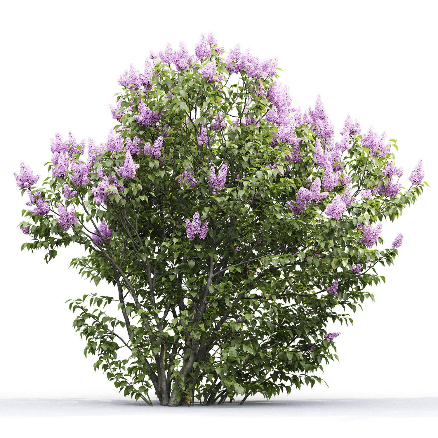 Syringa Vulgaris 01 3D model_3