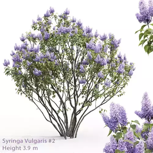 Syringa Vulgaris 02 3D model