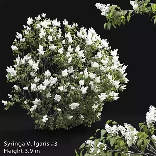 Syringa Vulgaris 03