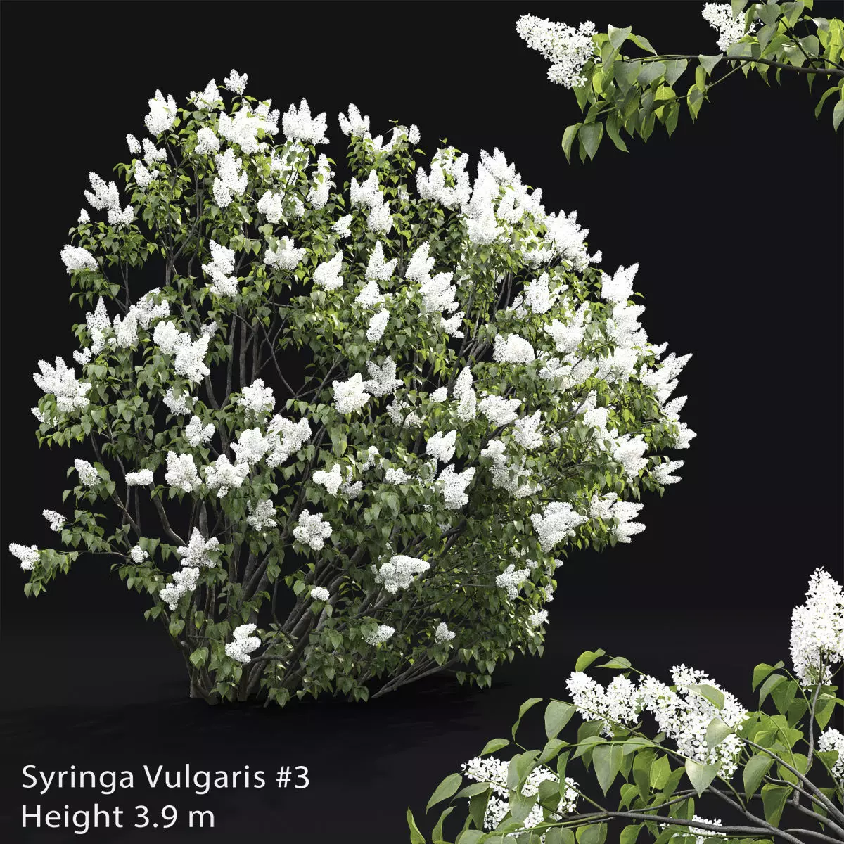 Syringa Vulgaris 03 3D model