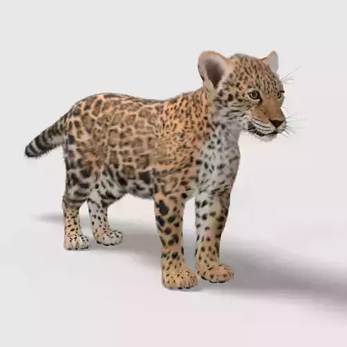 Young Jaguar Panthera Onca Fur  3D model