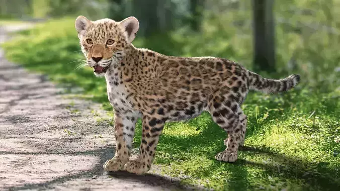 Jaguar Baby - Panthera Onca Animated 3D model