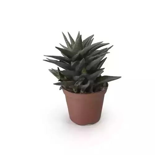Aloe Succulent 02 - 4K Textures