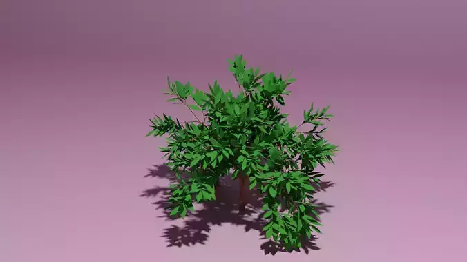 A small decorative bush
