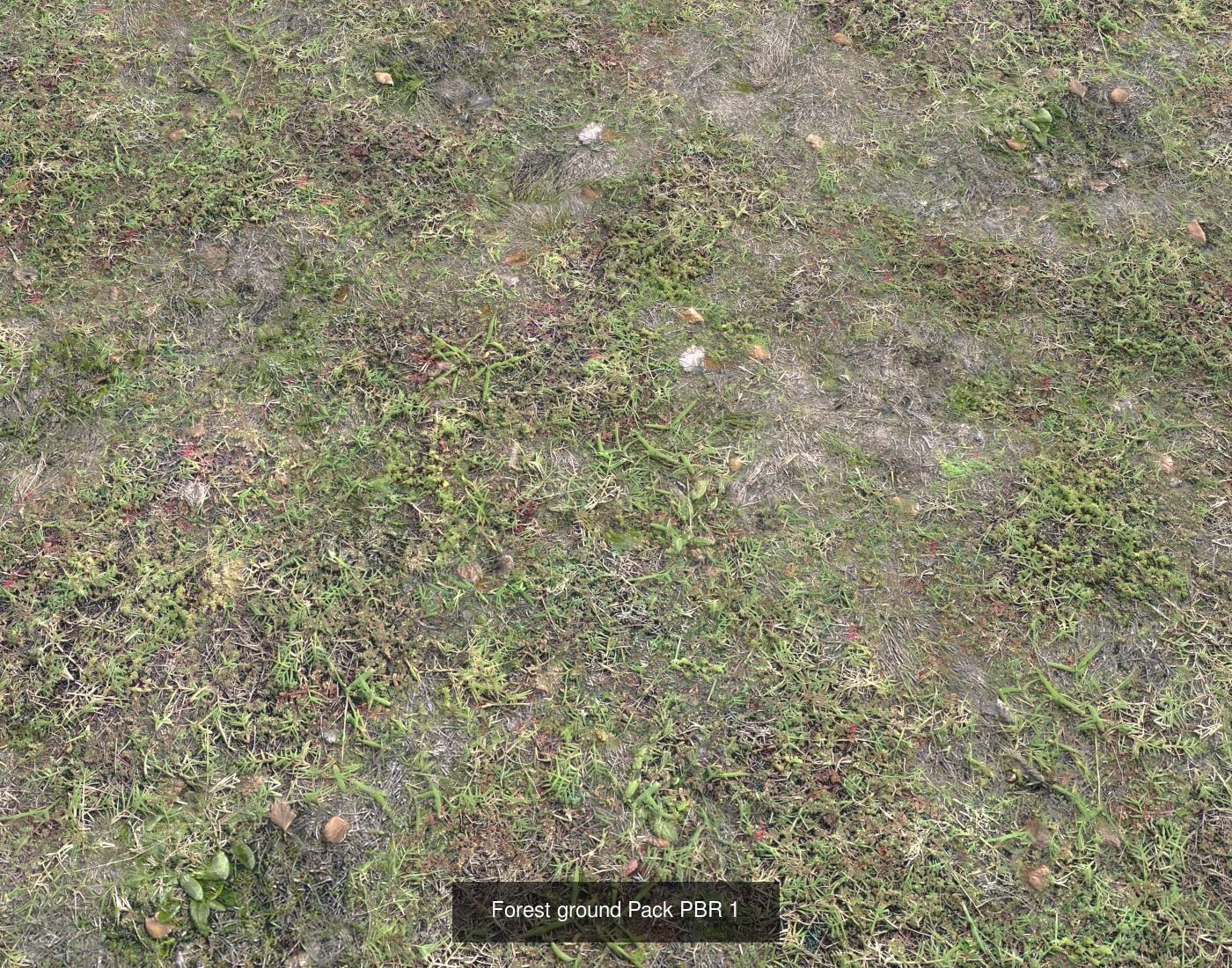 Forest Terrain textures collection Texture_42