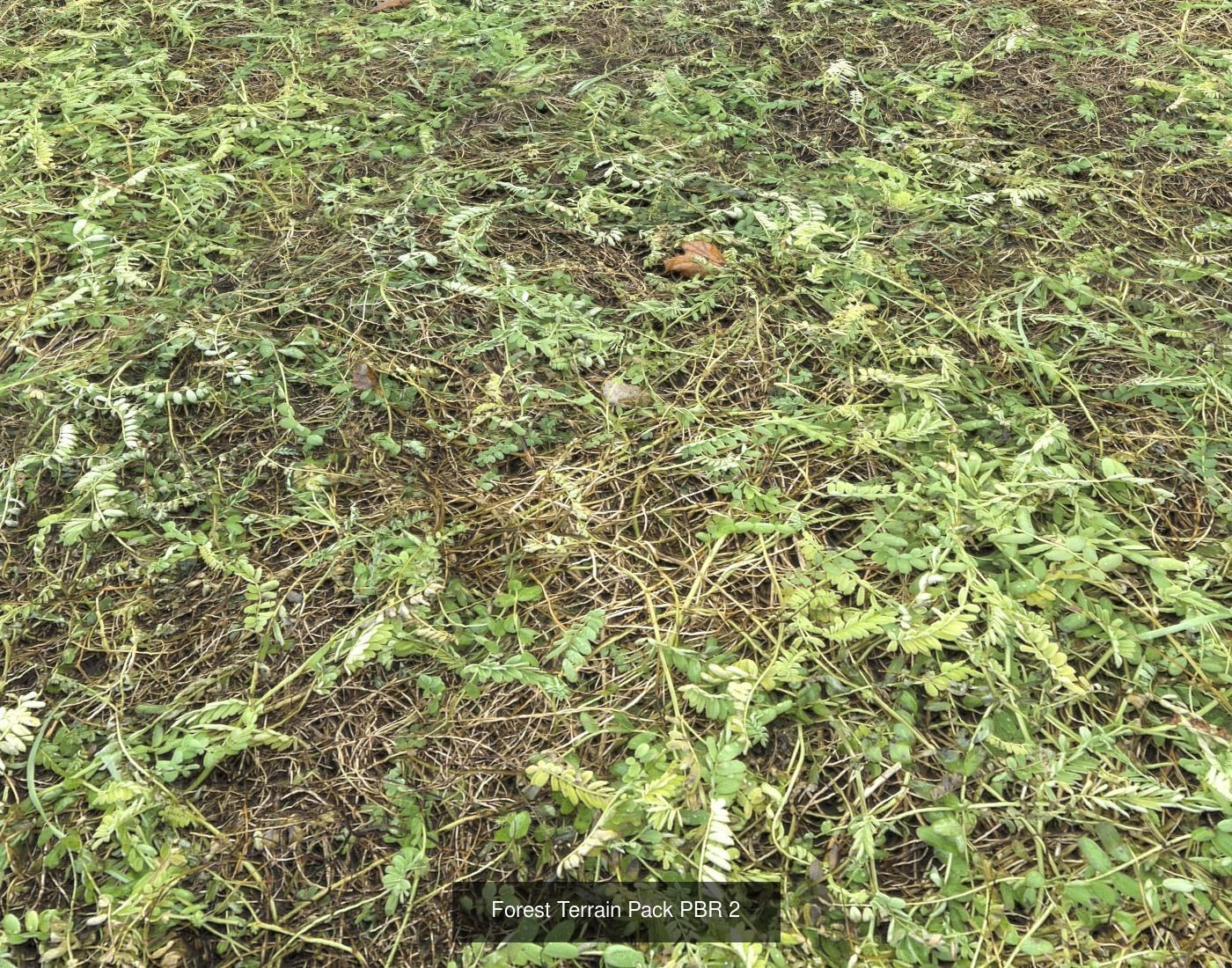 Forest Terrain textures collection Texture_39